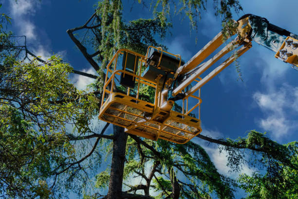 How Our Tree Care Process Works  in  Edinburg, TX