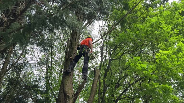 Best Utility Line Clearance  in Edinburg, TX