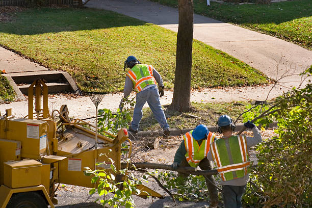 Edinburg, TX Tree Services Company