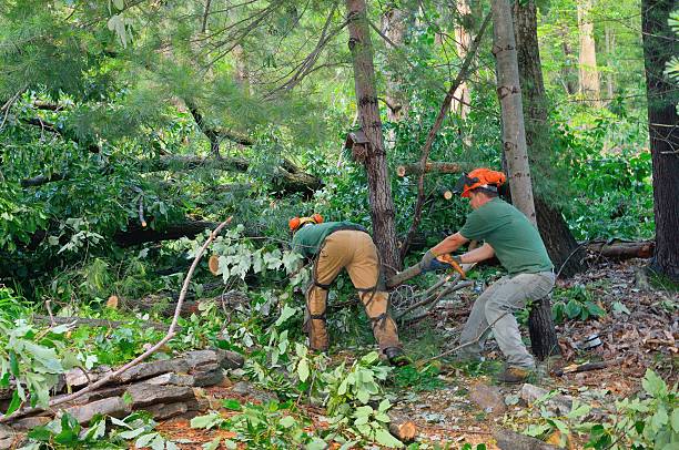 Best Tree Health Inspection  in Edinburg, TX