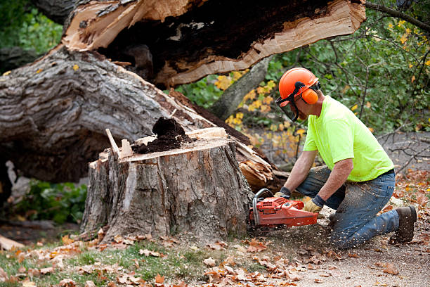 Best Aeration Services  in Edinburg, TX