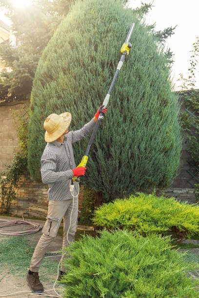Best Tree Risk Assessment  in Edinburg, TX